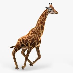 Giraffe (2) (RIG) (FUR) 3D model